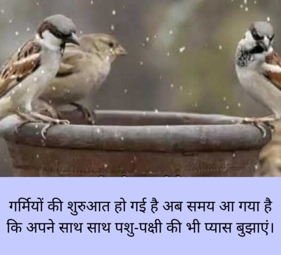 jandarpan Ngo